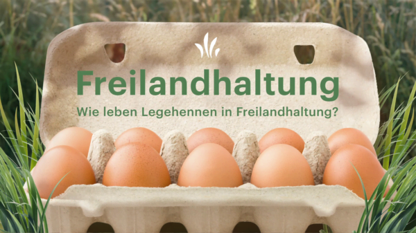 Imagefilm Freilandhaltung (Vorschau)