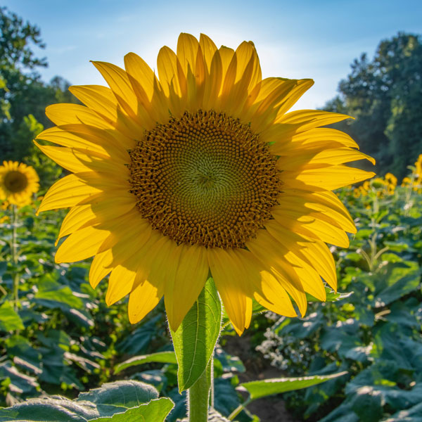 Klimaschutz auf dem Meierhof