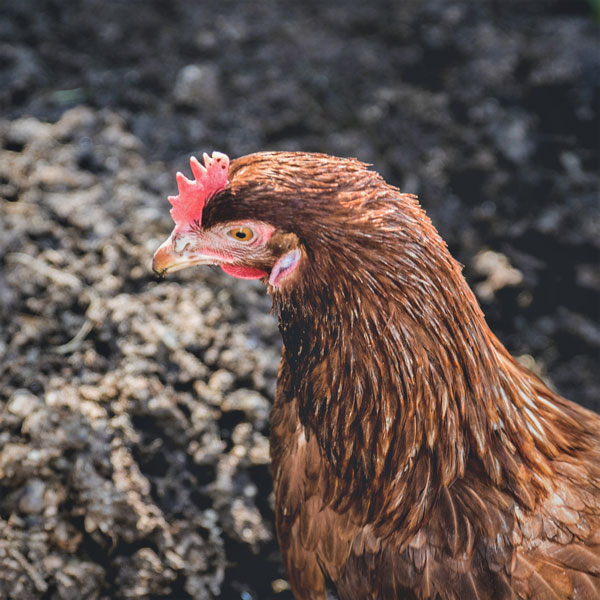 Projekt-Dünger: Hühner auf dem Meierhof